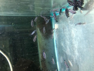 Tlamovec 4cm (Chindongo demasoni)