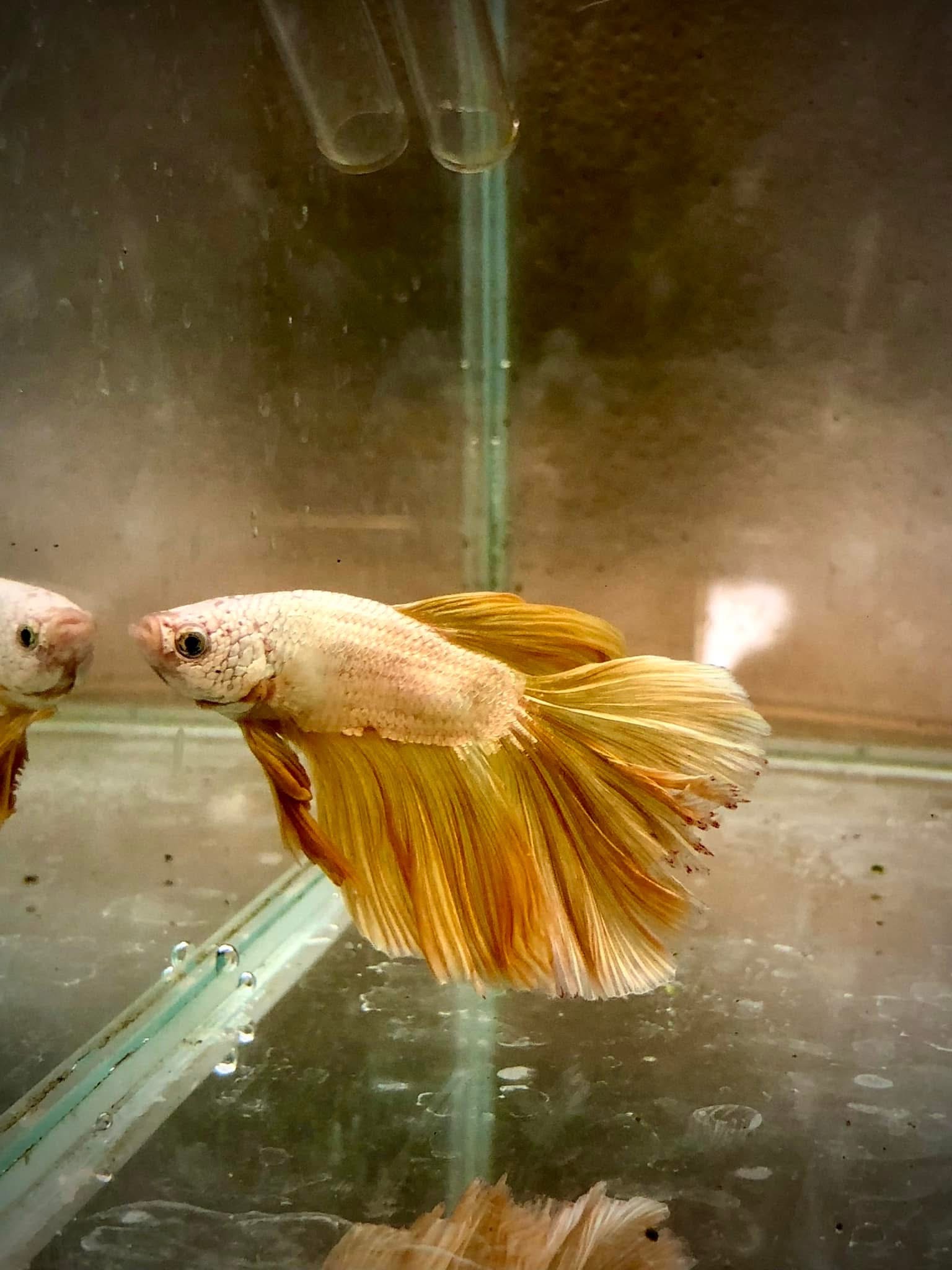 Bojovnice pestrá Half Moon samec zlatý (Betta splendens samec Half Moon zlatý)