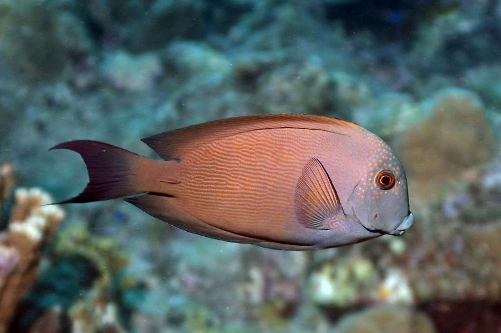 Bodlok proužkovaný (Ctenochaetus striatus )