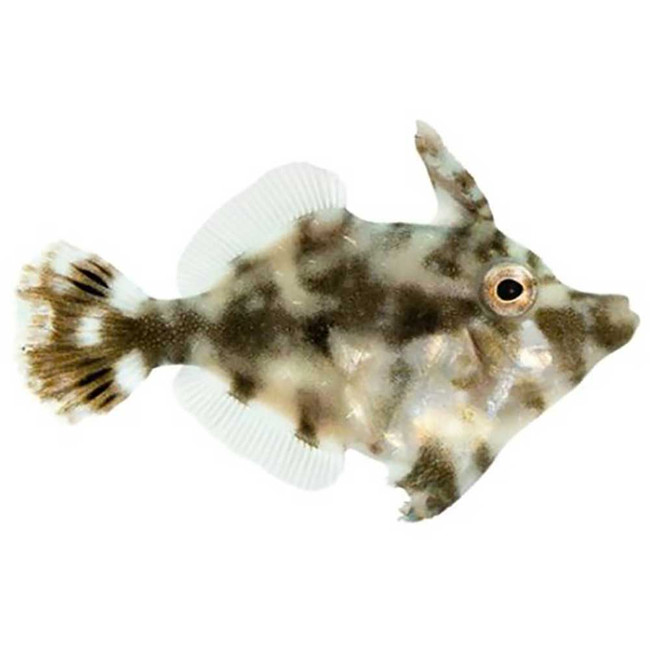 Pilník štětinatý (acreichthys tomentosus)