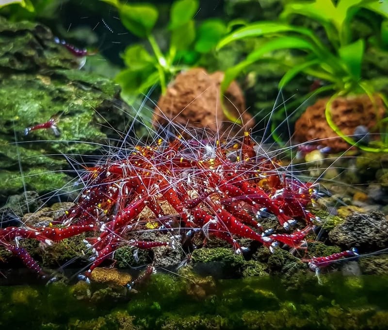  Krevetka kardinálská ze Sulawesi 1-1,5 CM (Caridina dennerli)