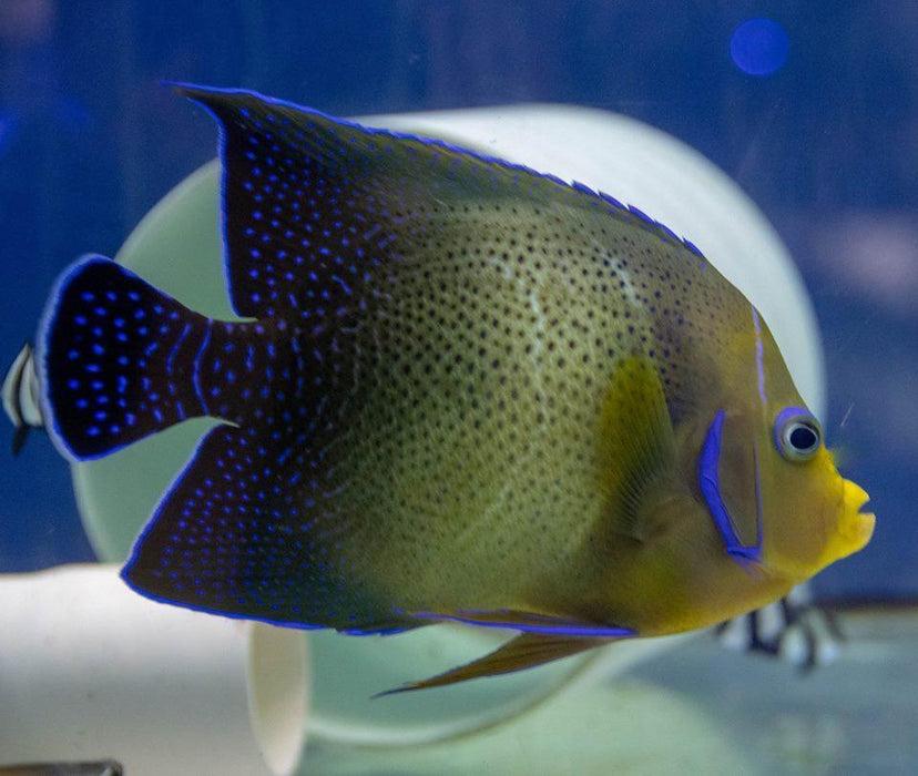 pomčík půlkruhový juvenile (pomacanthus semicirculatus )
