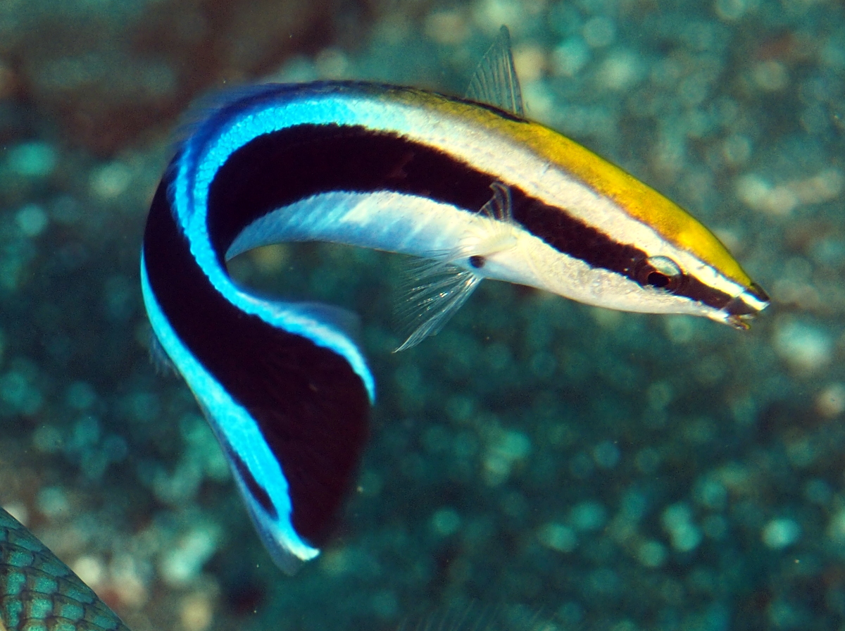 Pyskoun čistič (Labroides dimidiatus)