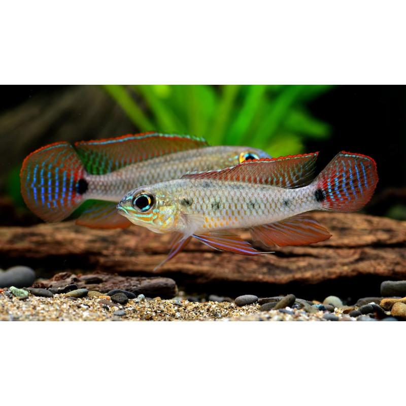 Cichlidka šachovnicová 3cm (Dicrosus maculatus)