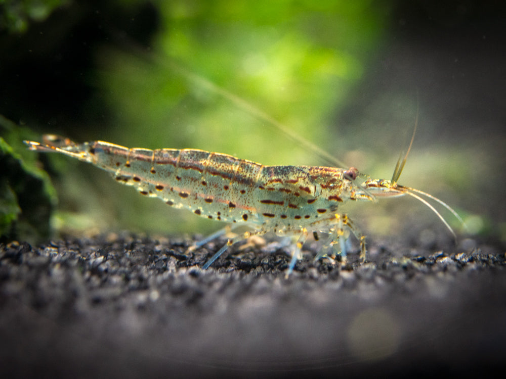 Krevetka Amano 1,5cm (Caridina multidentata)