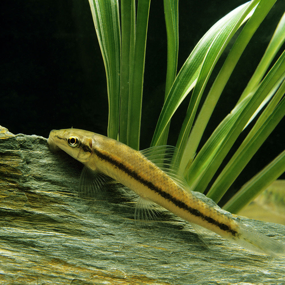 Přísavka thajská 4 cm (Gyrinocheilus aymonieri)