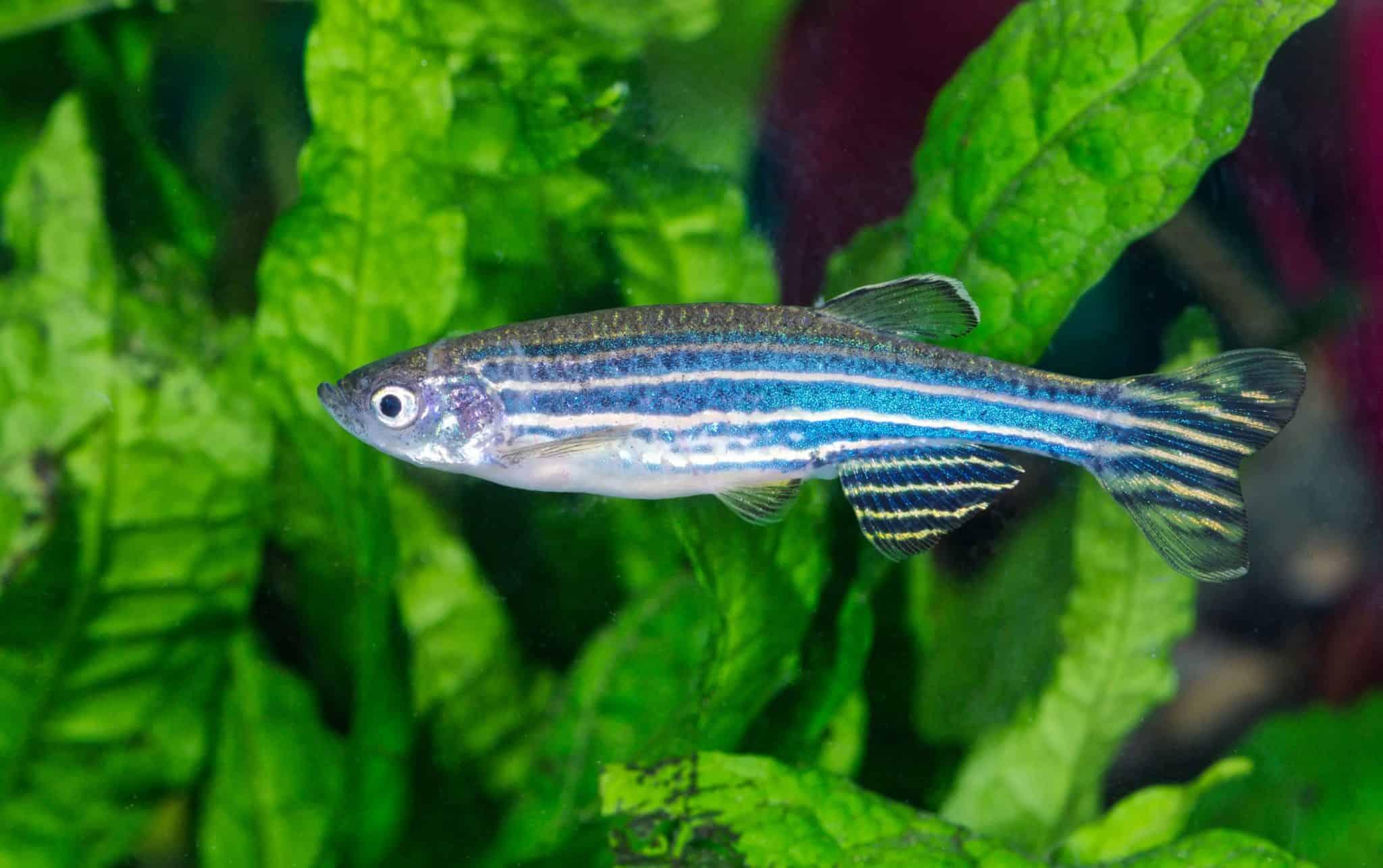 Dánio pruhované (Brachidanio rerio)