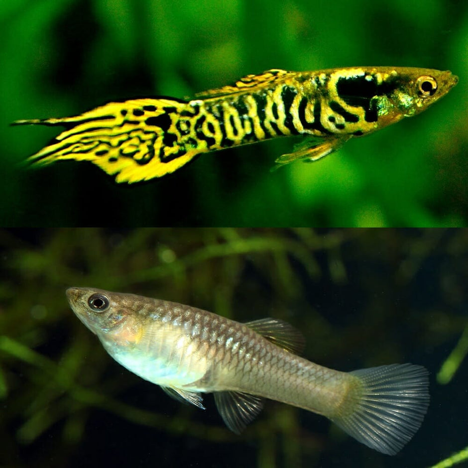 Paví očko Endlerovo Green tiger (Poecilia wingei Green tiger)