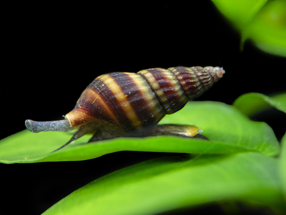 Surmovka vražedná 1,5cm (Anentome helena)