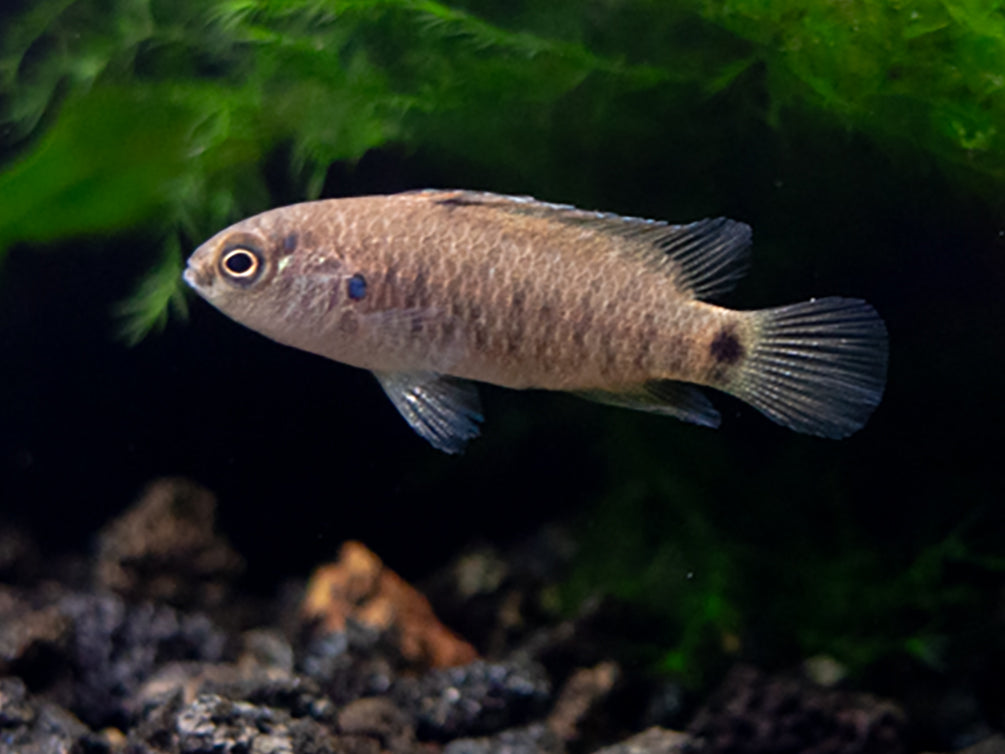 Ostnáč modrý 3cm (Badis badis)