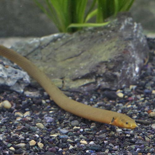 Bichirek kalabarský 25-30 cm (Erpetoichthys calabaricus)