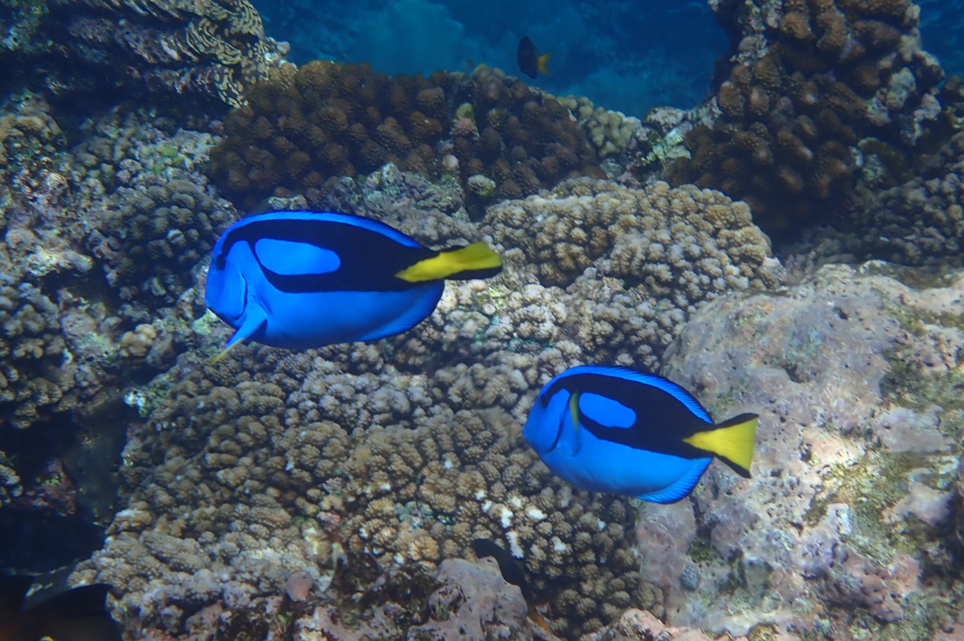 Bodlok pestrý (Paracanthurus hepatus)