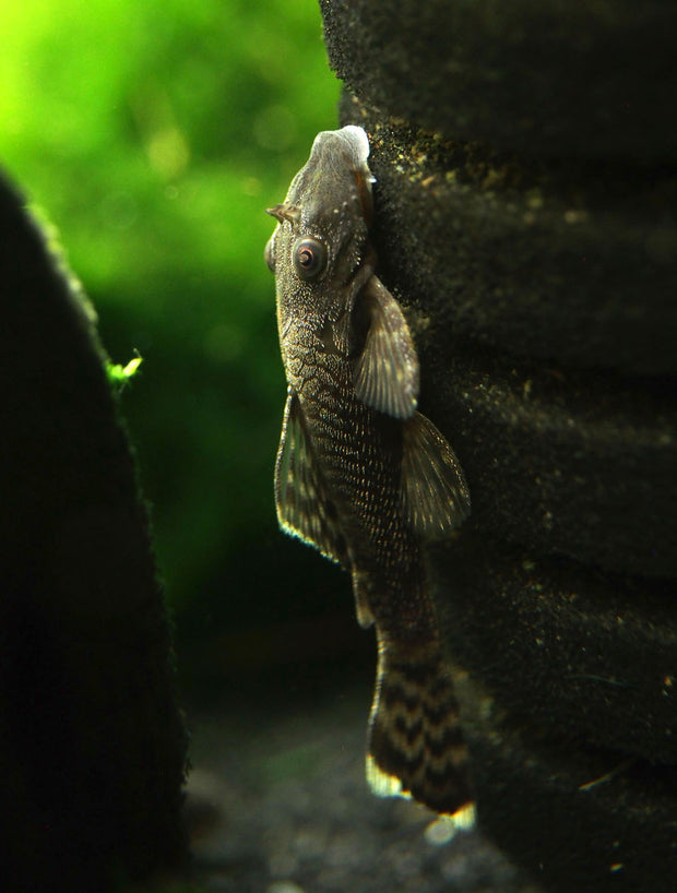Ancistrus 3,5cm (Ancistrus spec.)
