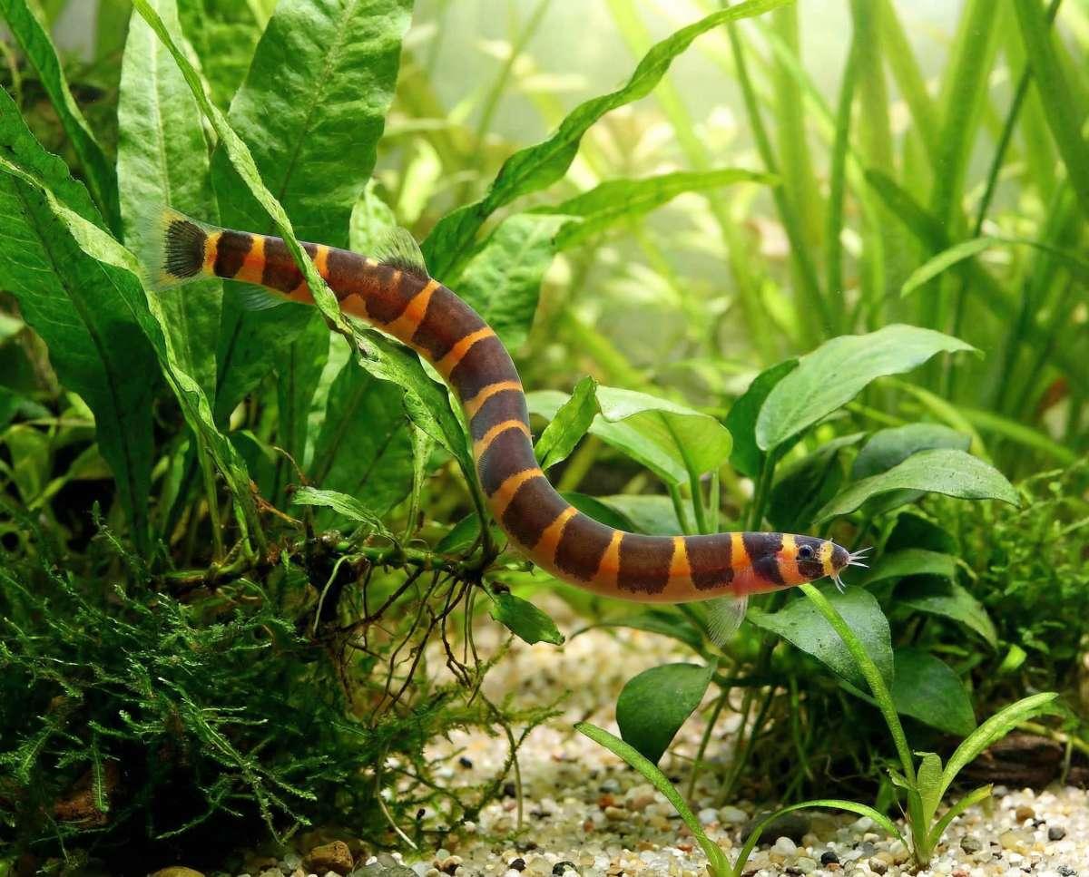 Sekavec příčnopásý 5cm (Pangio kuhlii)
