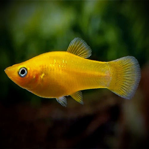 Molly gold 3,5cm (Poecilia sphenops)