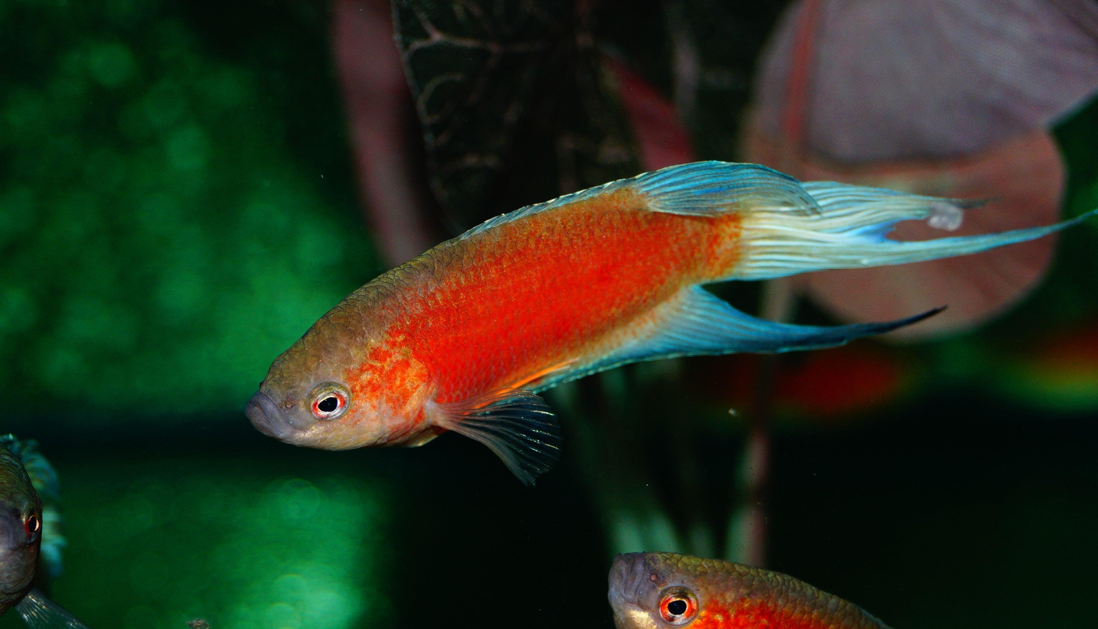 Macropodus opercularis xxl red fire 6-7 cm (Macropodus opercularis FIRE RED 6-7 xxl)