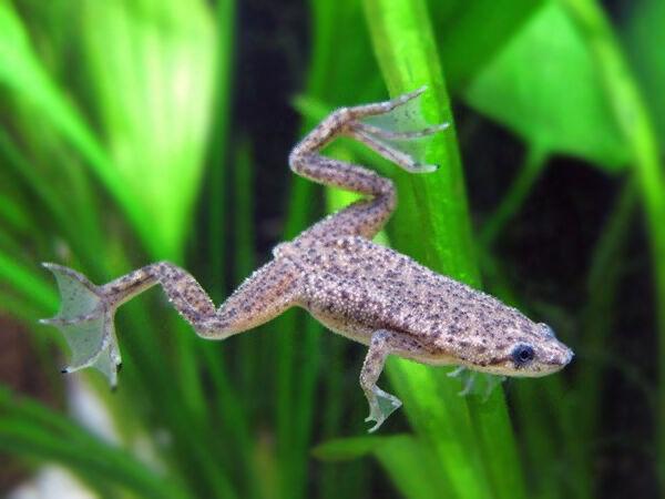 Drápatečka malá 2cm (Hymenochirus sp.)