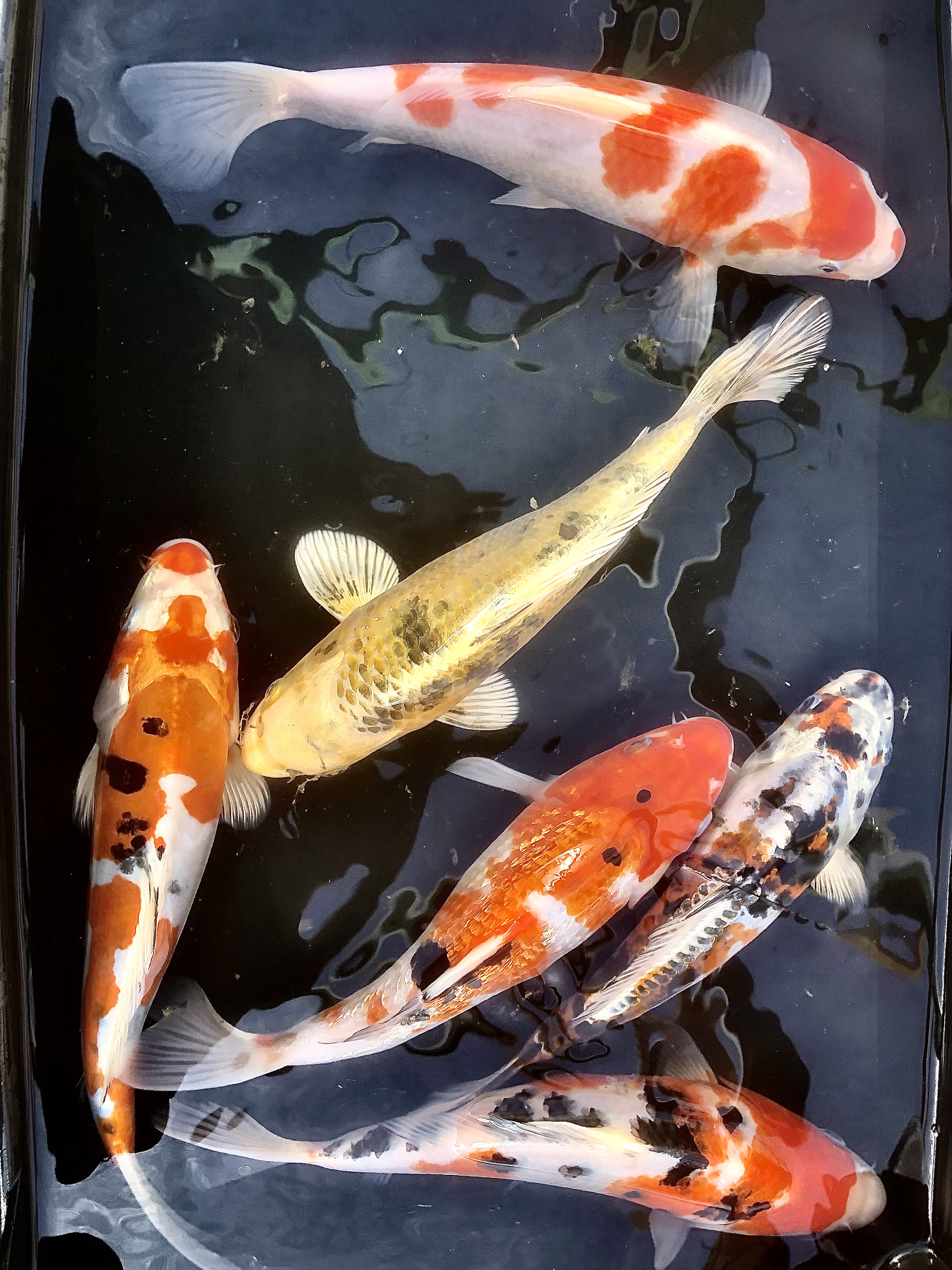 Kapr Koi 24-30 cm (Cyprinus carpio koi 24-30 cm)