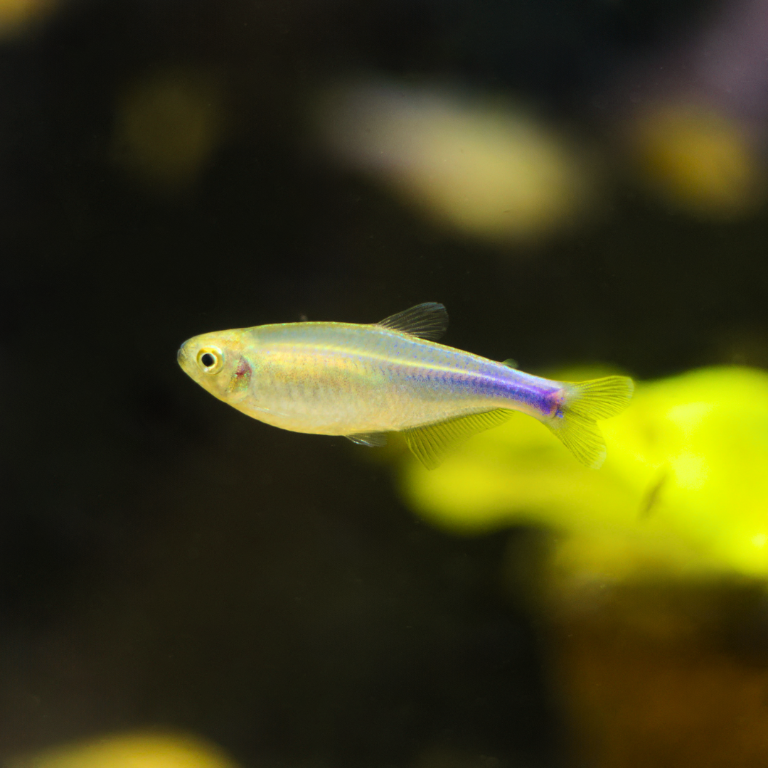 Tetra modrá (Boehlkea fredcochui)