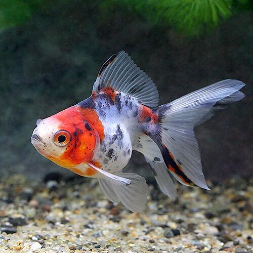Závojnatka Ryukin Calico 5-7 CM (Carassius auratus „Ryukin Calico“)