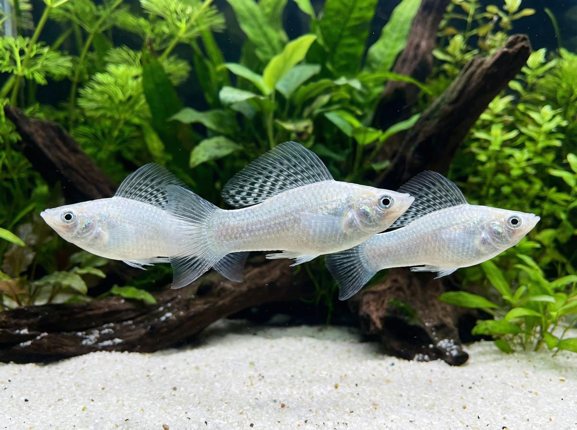Molly stříbrná 4cm (Poecilia latipina)