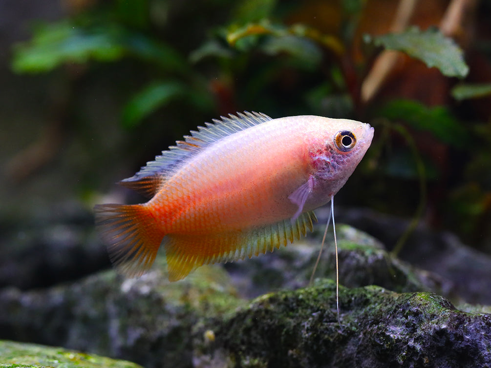 Čichavec medový  2,5cm (Trichogaster chuna)