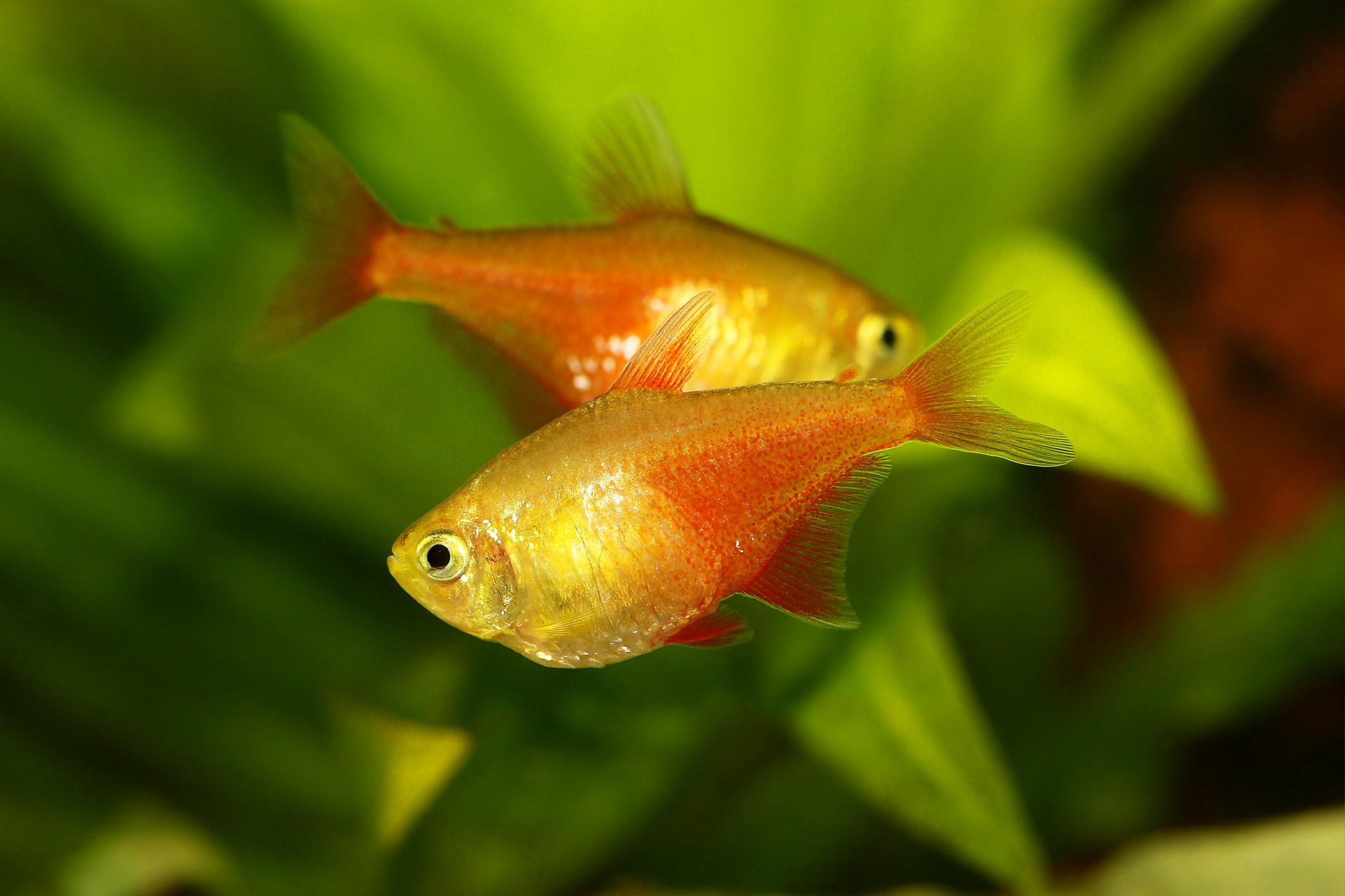 Tetra červená oranžová forma 2,5 cm (Hyphessobrycon flameus orange 2,5 cm)