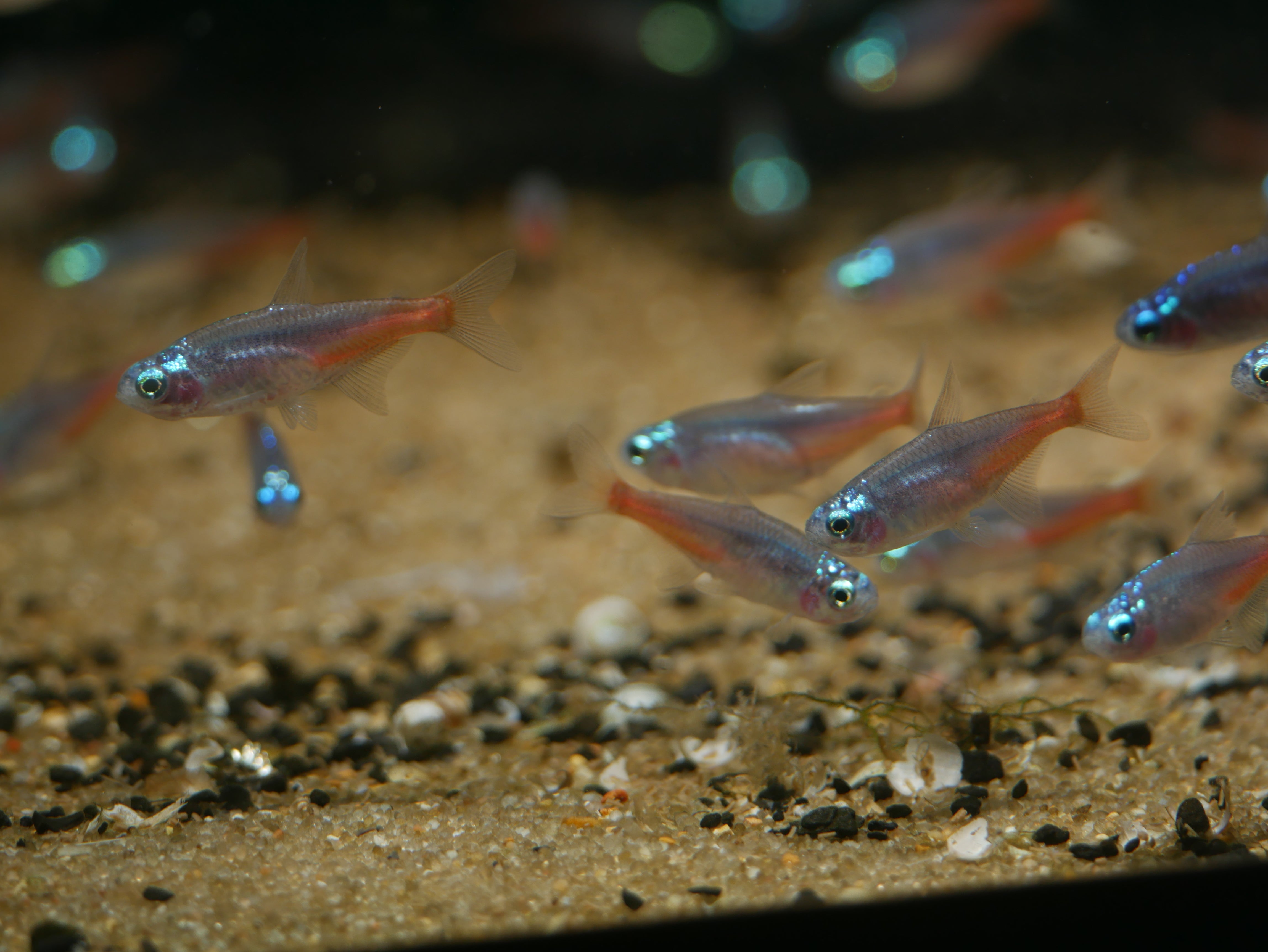 Tetra neonová 3cm (Paracheirodon innesi var. diamant)