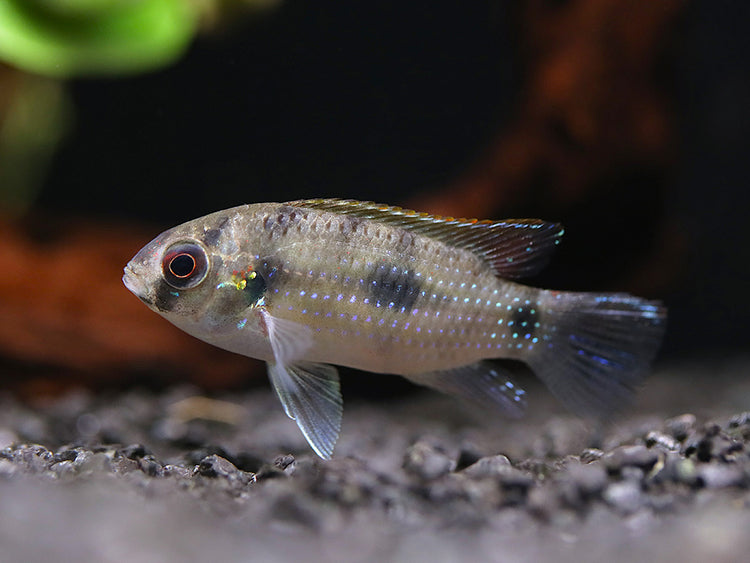 Cichlidka Thomasova 3cm (Anomalochromis thomasi)