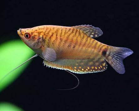 Čichavec super red 6cm (Trichopodus trichopterus)
