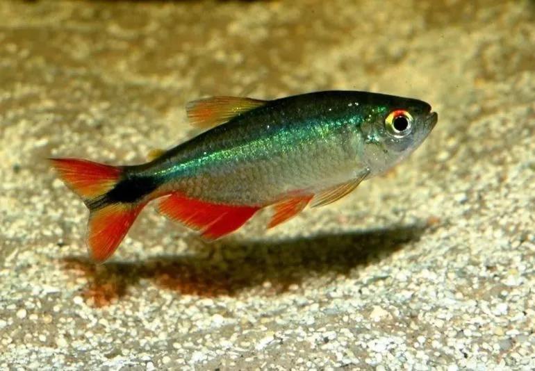 Tetra kosočtverečná 2,5cm (Hemigrammus caudovittatus)