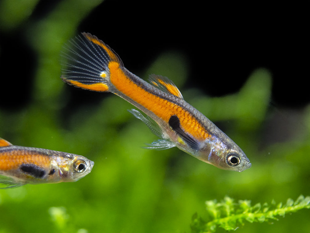 Paví očko Endlerovo Scarlet (Poecilia wingei scarlet)