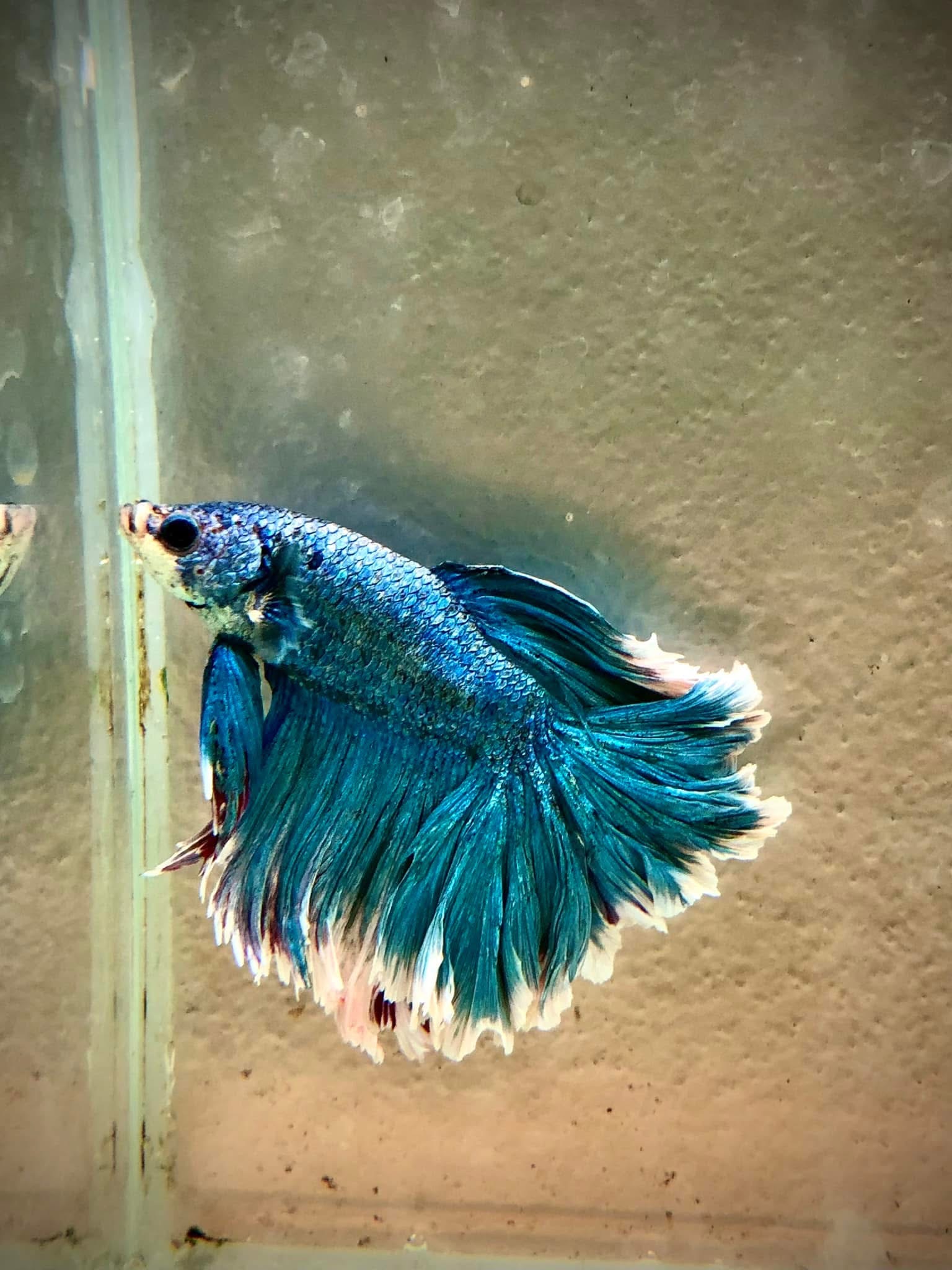 Bojovnice pestrá Half Moon samec modro zelený (Betta splendens samec Halfý Moon modro zelený)