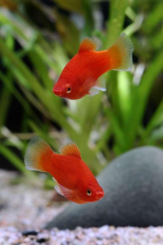 Plata skvrnitá červená 2,5cm (Xiphophorus maculatus)