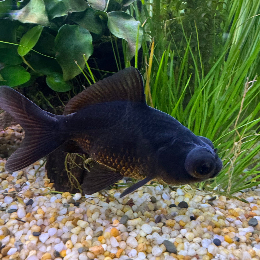 Závojnatka Černá teleskopka 8 cm (Carassius auratus „Black Moor“)