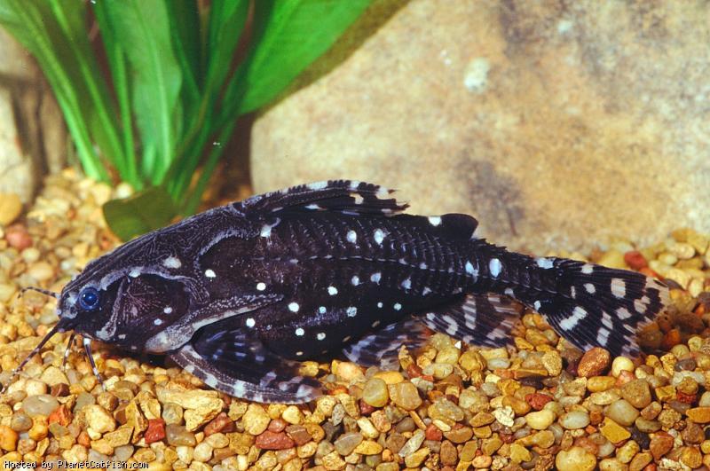 Anténovec tečkovaný 4 cm  (Agamyxis pectinifrons)