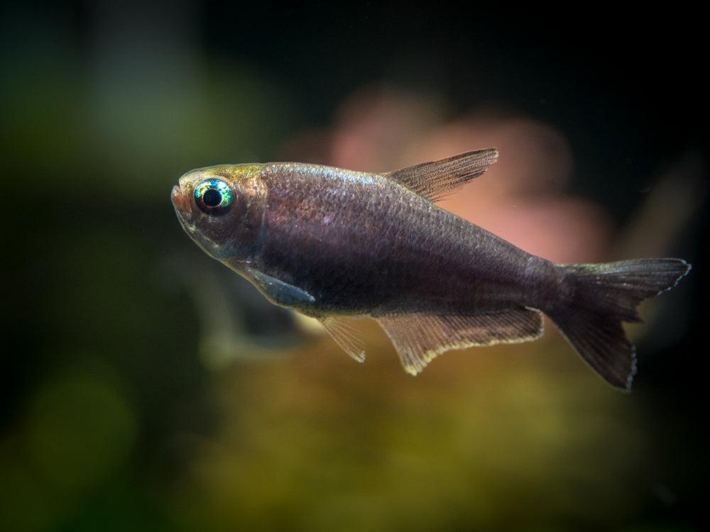 Tetra císař.čerbá 2,5-3cm (Nematobrycon palmeri černá)