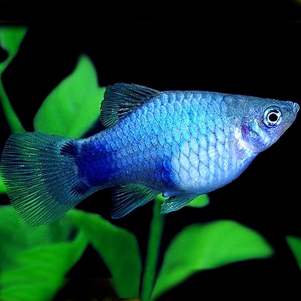 Plata modrá  3 cm (Xiphophorus maculatus modrá 3 cm)