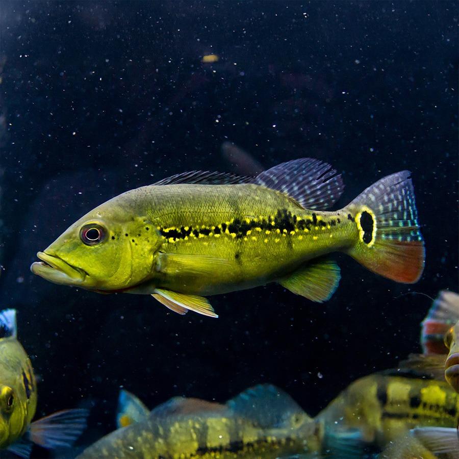 Cichla xingu 11-17 cm (Cichla xinguensis)