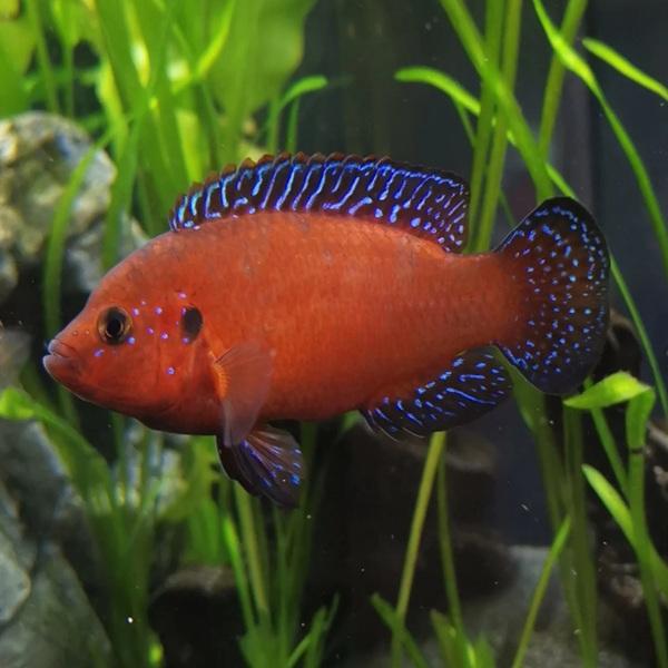 Perlovka Turkanská 4-5cm (Hemichromis exul)