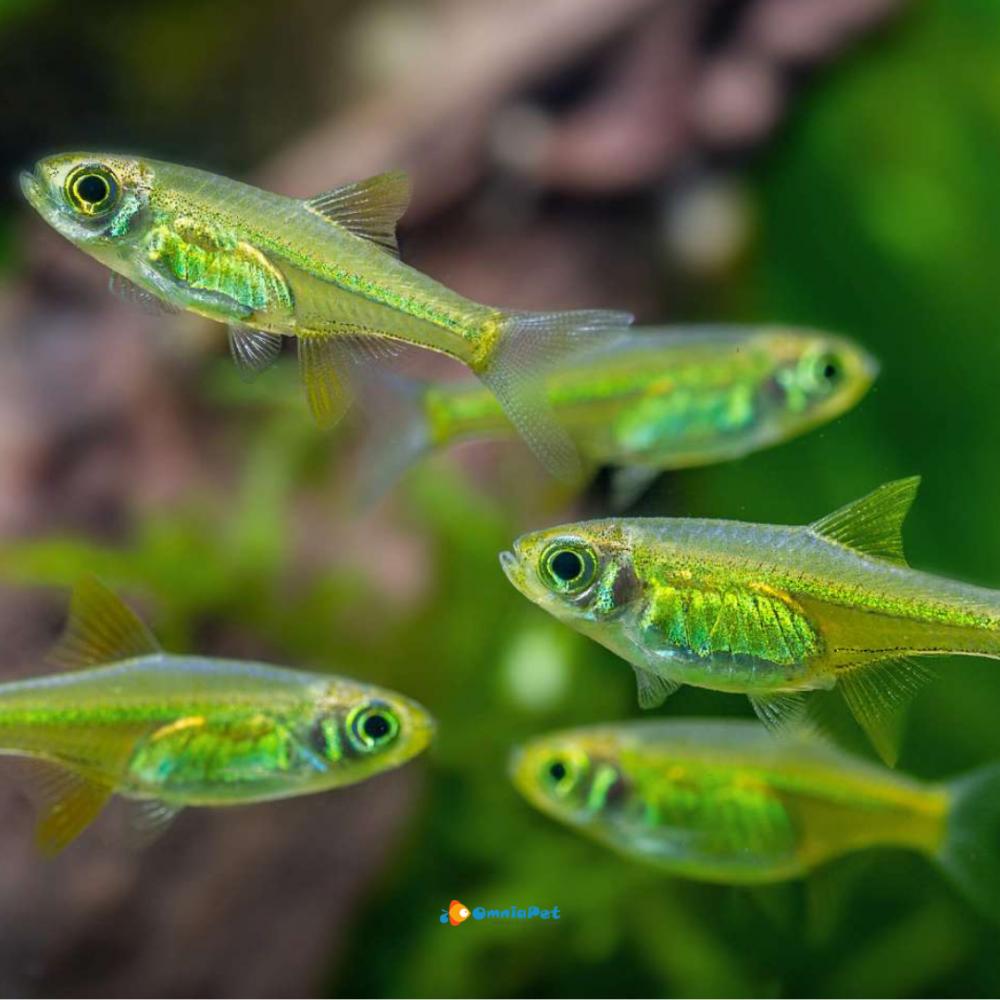 Razbora rangonská 2 cm (Microdevario kubotai)