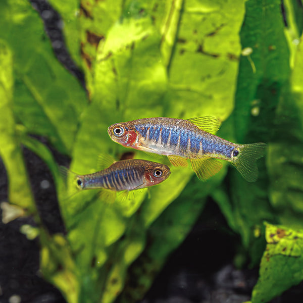 Danio erytromicron 1,5-2 cm (Danio erytromicron 1,5-2 cm)