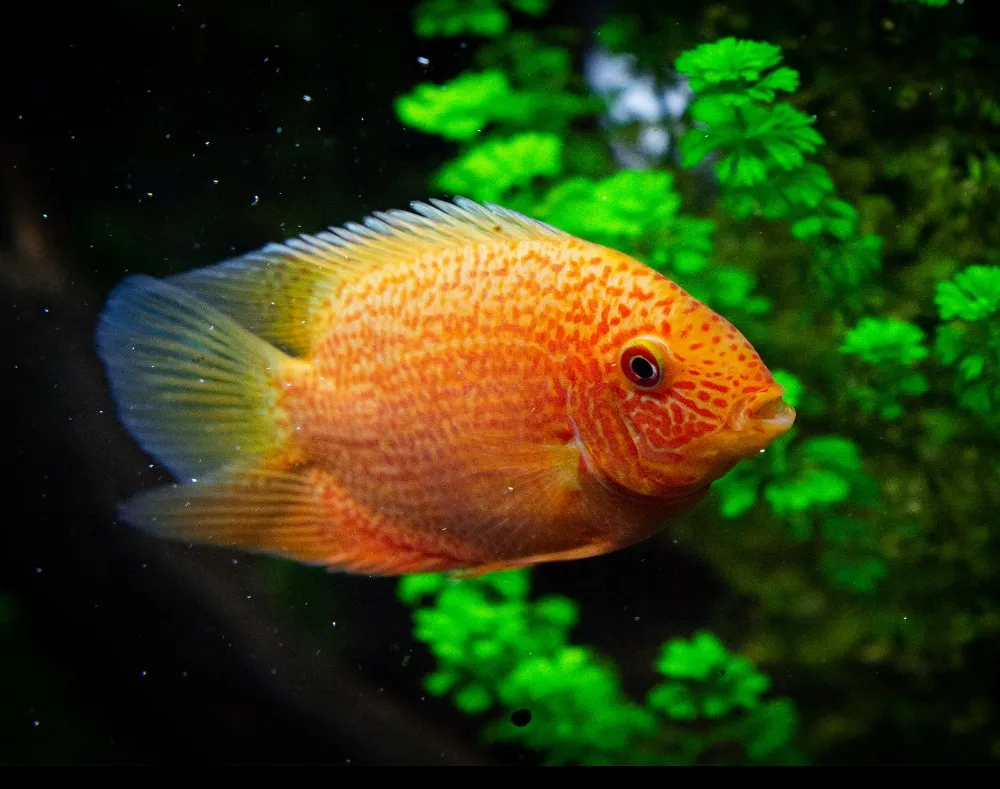 Kančík červenooký red 4-5cm (Heros sp. Red Spotted)