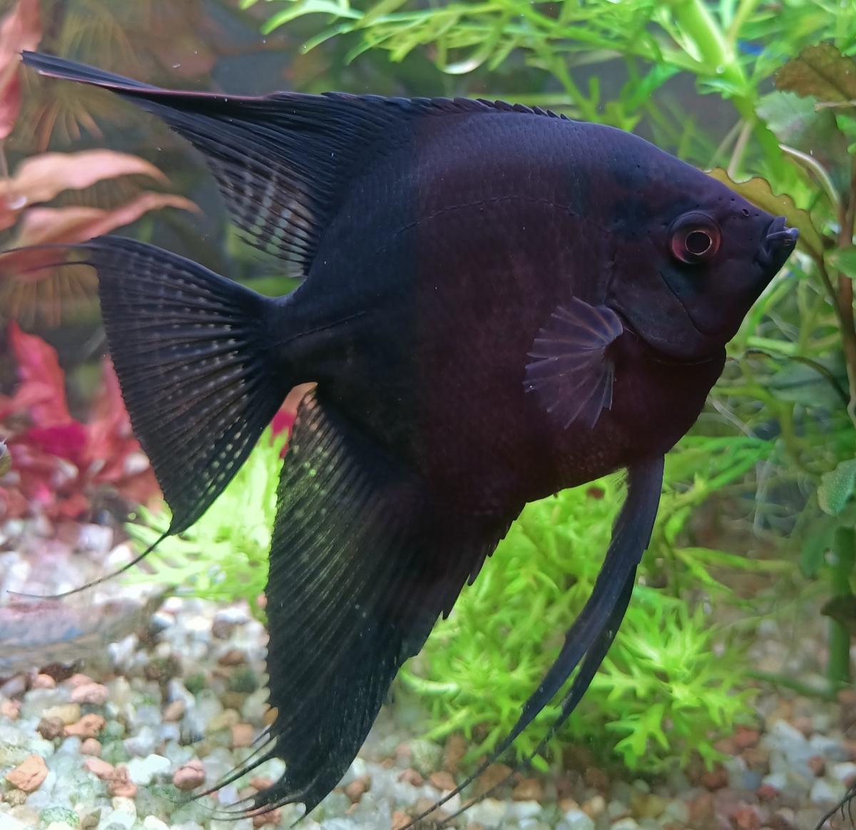 Skalár černý 3,5 cm (Pterophyllum scalare black)