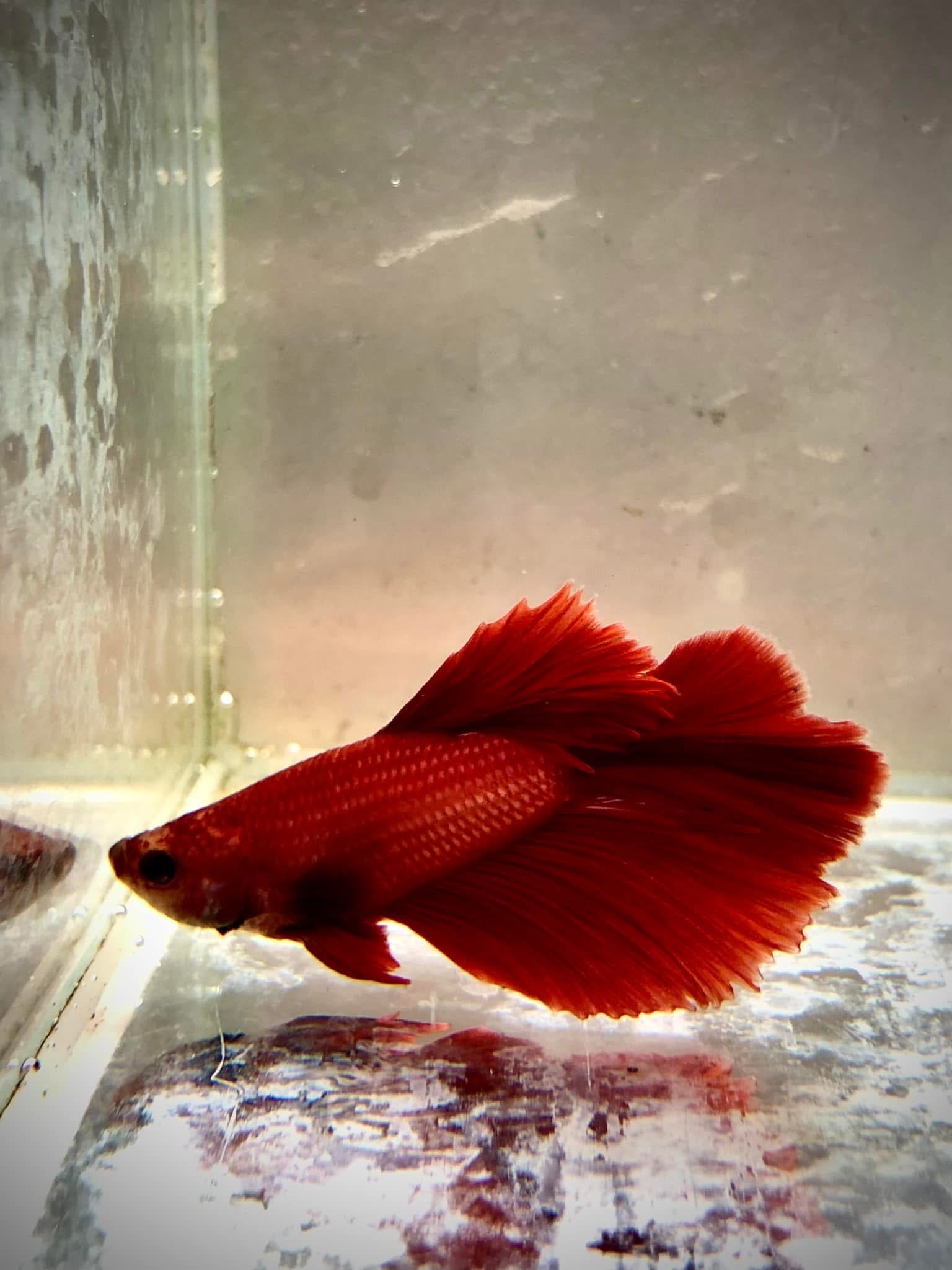 Bojovnice pestrá Half Moon samec červený (Betta splendens Half Moon červený)