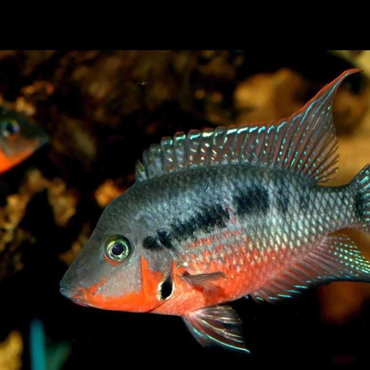 Kančík červenohrdlý 4-5 cm (Thorichthys meeki)