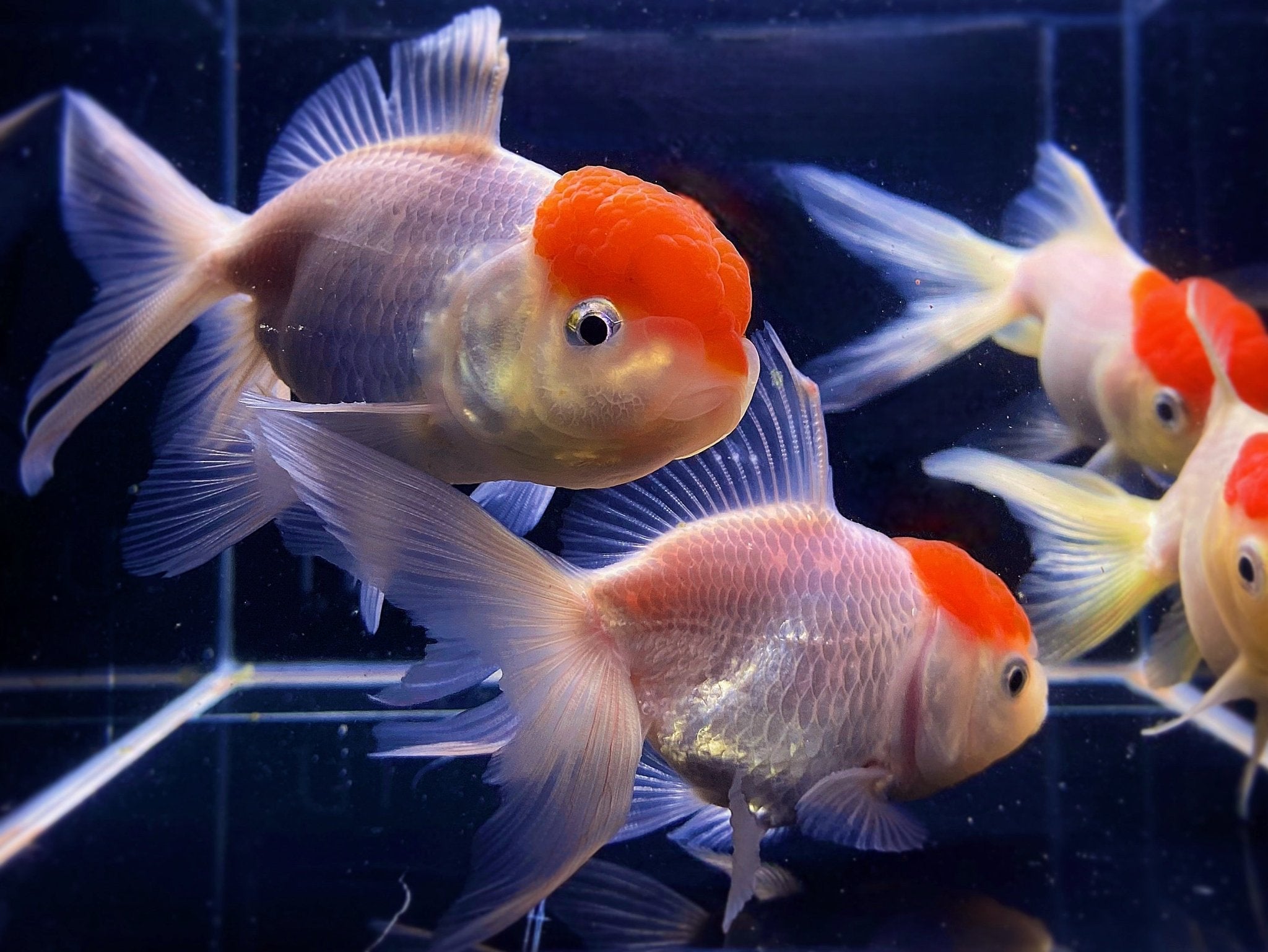 Závojnatka Red Cap 8-9 cm (Carassius auratus „Red Cap Oranda“)