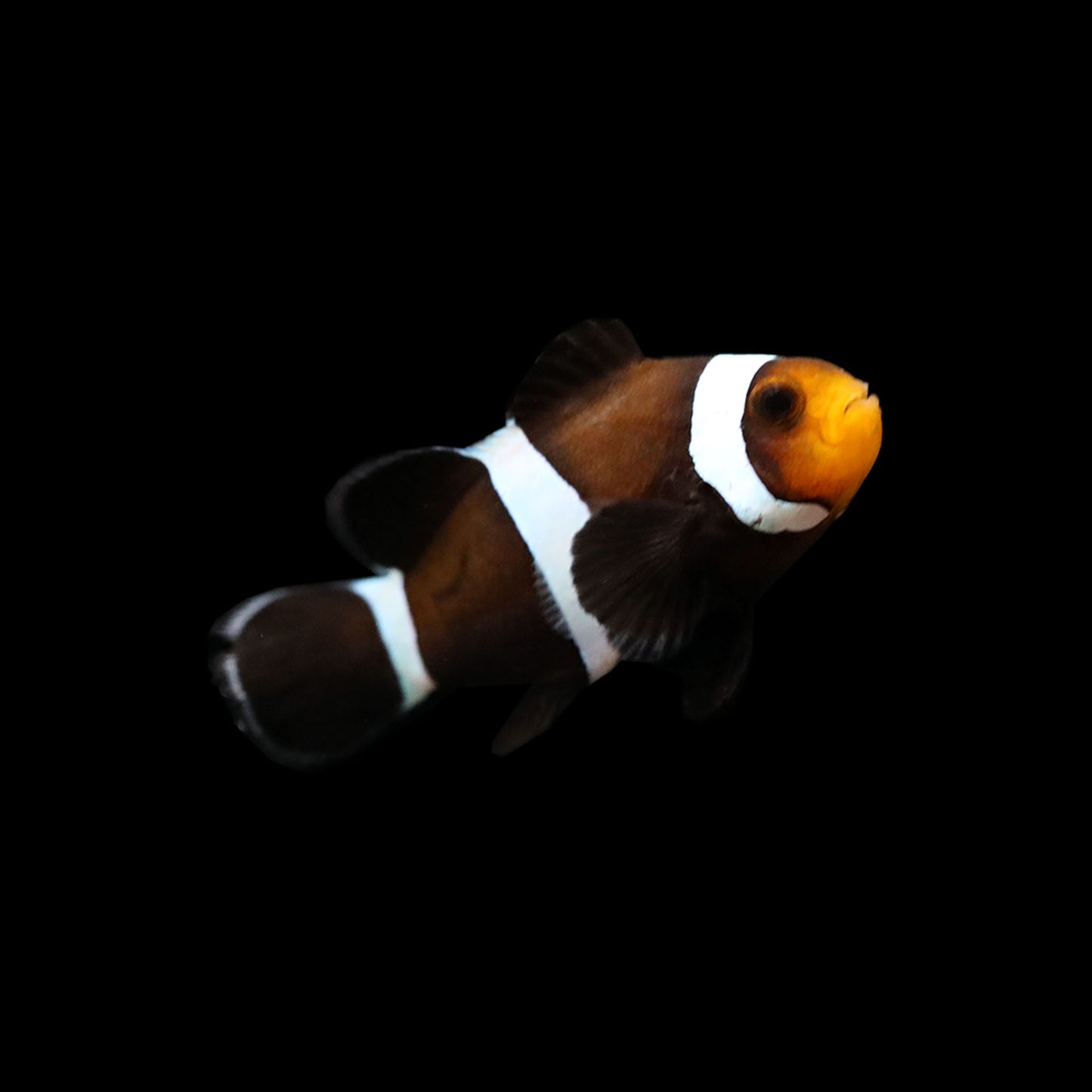 Klaun očkatý černý (Amphiprion ocellaris black )
