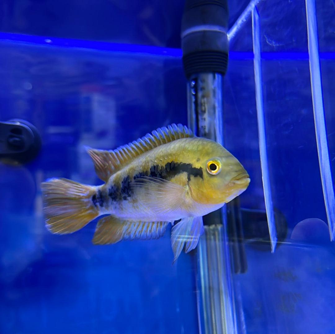 Herotelapia multispinosa 4cm (Archocentrus multispinosus)