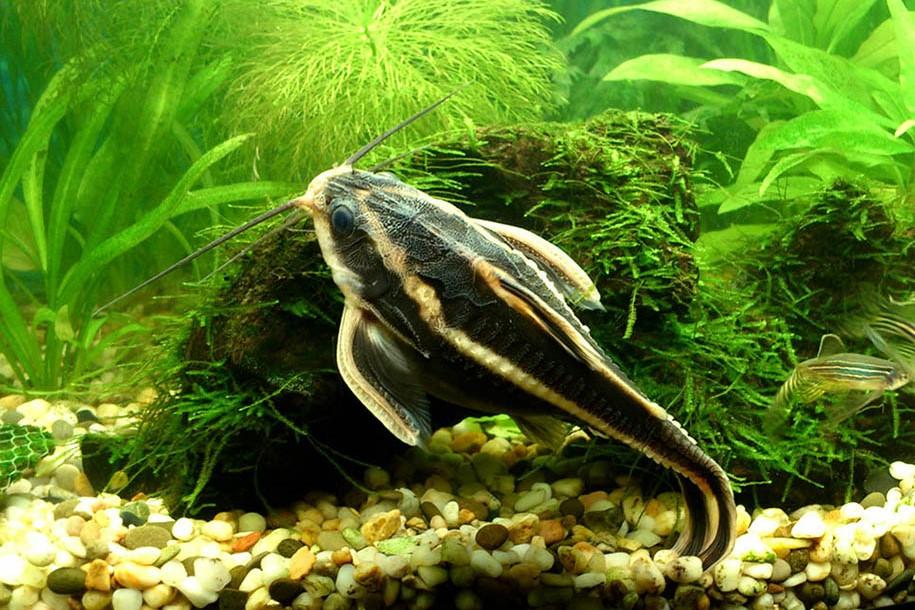 Trnovec bělopruhý  6cm (Platidoras costatus)